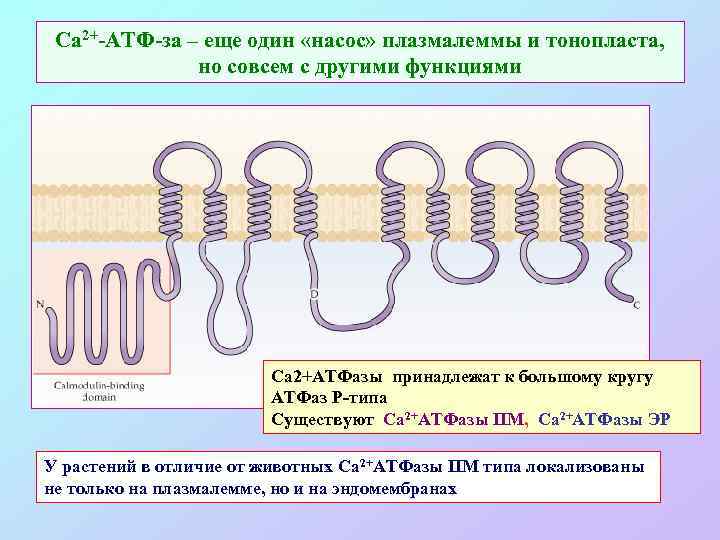 Са 2+-АТФ-за – еще один «насос» плазмалеммы и тонопласта, но совсем с другими функциями