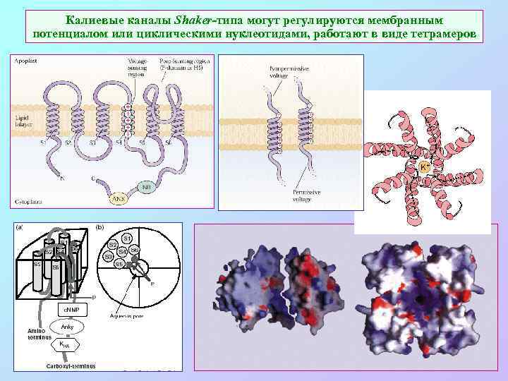 Калиевые каналы Shaker-типа могут регулируются мембранным потенциалом или циклическими нуклеотидами, работают в виде тетрамеров