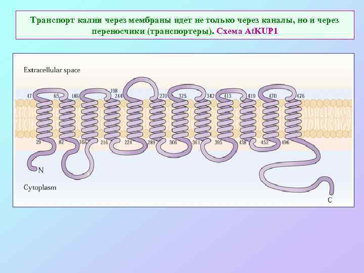 Транспорт калия через мембраны идет не только через каналы, но и через переносчики (транспортеры).