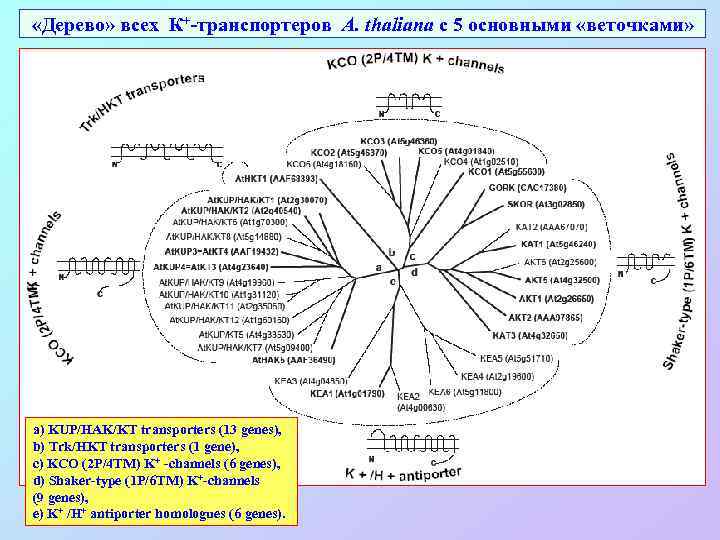  «Дерево» всех К+-транспортеров A. thaliana с 5 основными «веточками» a) KUP/HAK/KT transporters (13