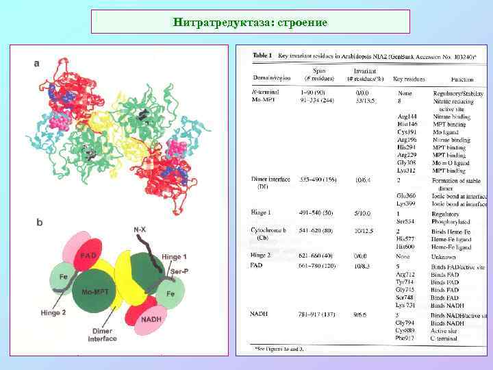 Нитратредуктаза: строение 