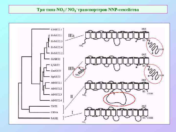 Три типа NO 3 -/ NO 2 - транспортеров NNP-семейства 