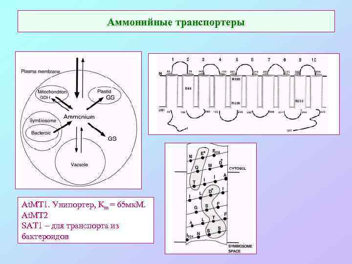 Аммонийные транспортеры At. MT 1. Унипортер, Кm = 65 мк. М. At. MT 2