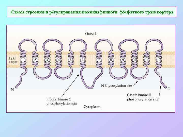 Схема строения и регулирования высокоафинного фосфатного транспортера 