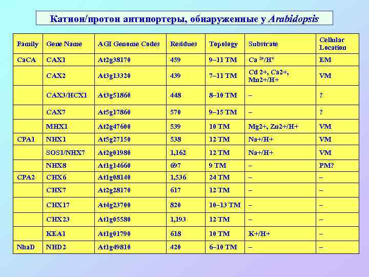 Катион/протон антипортеры, обнаруженные у Arabidopsis Family Gene Name AGI Genome Codes Residues Topology Substrate