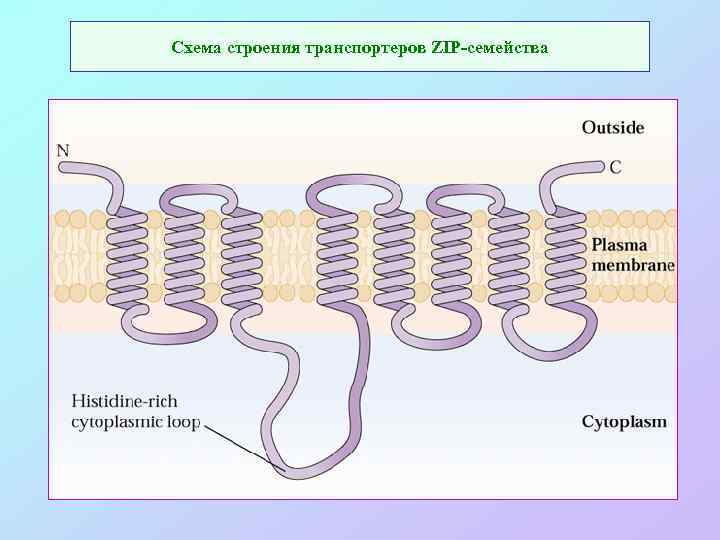 Схема строения транспортеров ZIP-семейства 