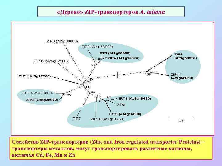  «Дерево» ZIP-транспортеров A. tailana Семейство ZIP-транспортеров (Zinc and Iron regulated transporter Proteins) –