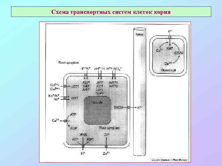 Схема транспортных систем клеток корня 