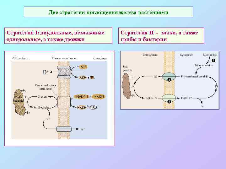 Две стратегии поглощения железа растениями Стратегия I: двудольные, незлаковые однодольные, а также дрожжи Стратегия