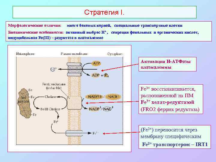 Стратегия I. Морфологические отличия: много боковых корней, специальные транспортные клетки Биохимические особенности: активный выброс