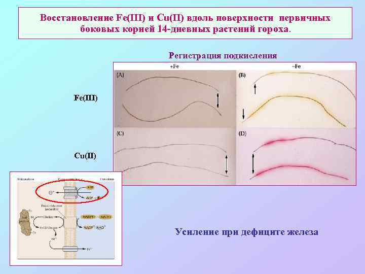 Восстановление Fe(III) и Cu(II) вдоль поверхности первичных боковых корней 14 -дневных растений гороха. Регистрация
