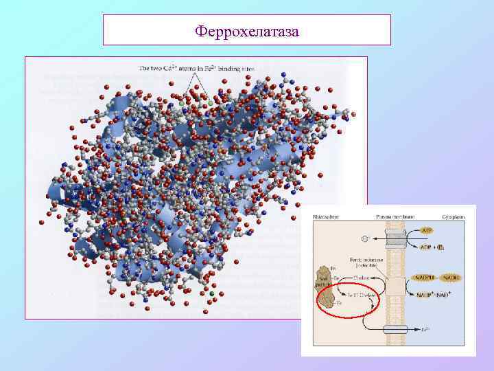 Феррохелатаза 