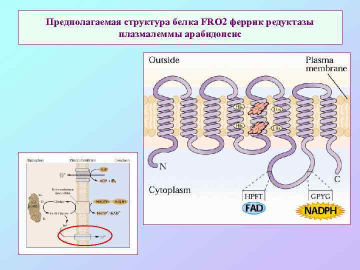 Предполагаемая структура белка FRO 2 феррик редуктазы плазмалеммы арабидопсис 