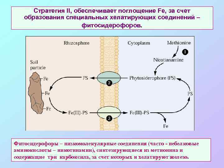 Стратегия II, обеспечивает поглощение Fe, за счет образования специальных хелатирующих соединений – фитосидерофоров. Фитосидерофоры