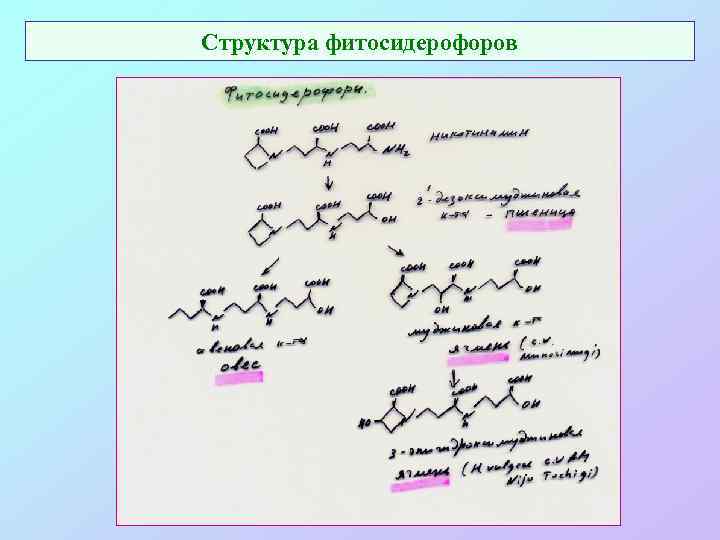 Структура фитосидерофоров 