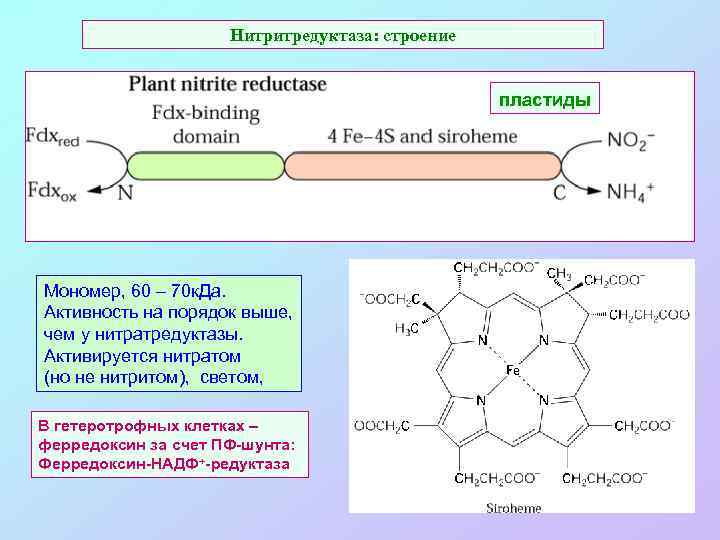 Нитритредуктаза: строение пластиды Мономер, 60 – 70 к. Да. Активность на порядок выше, чем