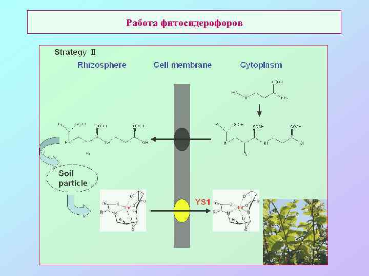Работа фитосидерофоров 