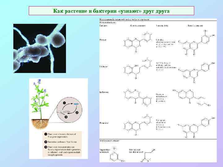 Как растение и бактерии «узнают» друга 