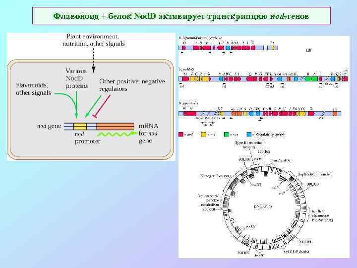 Флавоноид + белок Nod. D активирует транскрипцию nod-генов 
