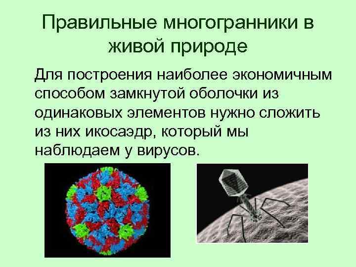 Правильные многогранники в природе презентация 10 класс