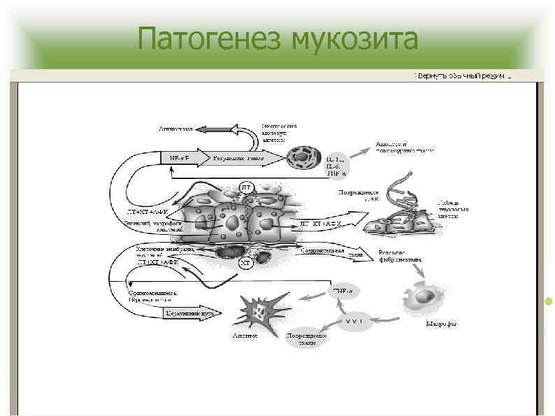 Патогенез мукозита 