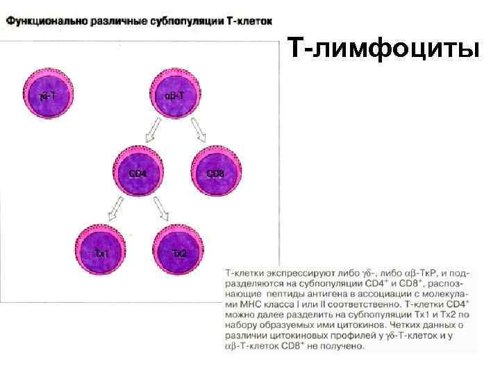 Т-лимфоциты 