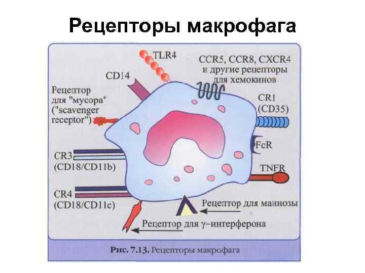 Рецепторы макрофага 