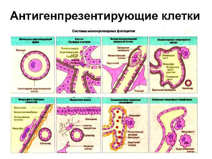 В анатомическом плане иммунная система подразделена на