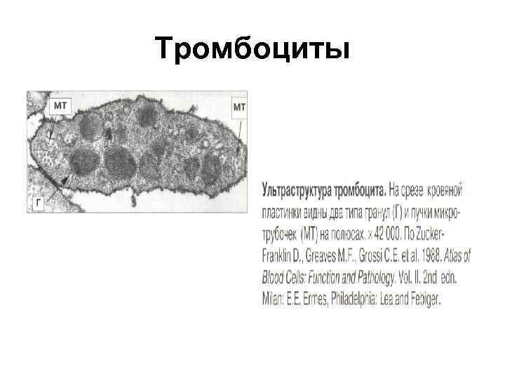 Тромбоциты 
