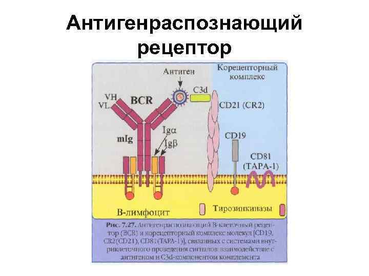 Антигенраспознающий рецептор 
