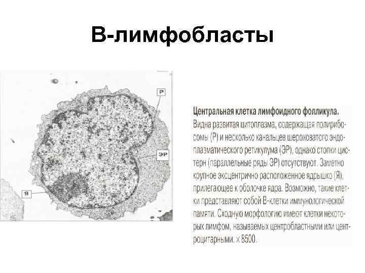 В-лимфобласты 