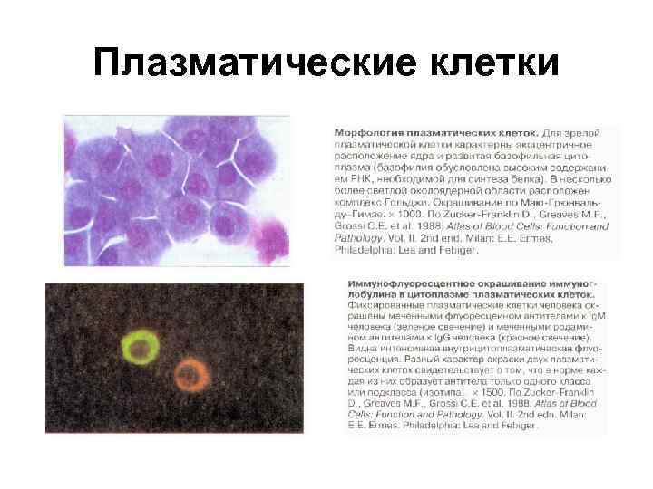 Плазматические клетки 
