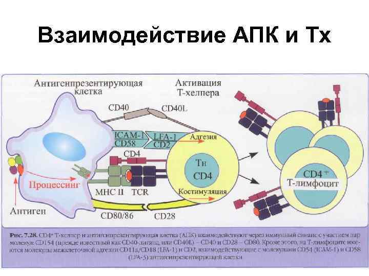 Взаимодействие АПК и Тх 