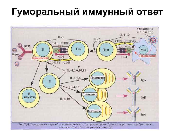 Иммунная система рисунок