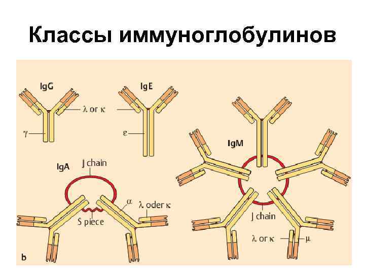 Классы иммуноглобулинов 