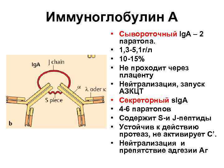 Иммуноглобулин А • Сывороточный Ig. A – 2 паратопа. • 1, 3 -5, 1