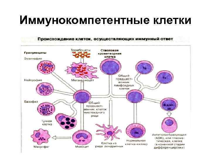 К иммунным клеткам относятся
