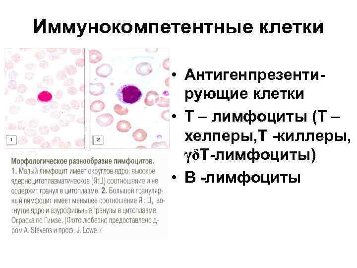 Иммунокомпетентные клетки • Антигенпрезентирующие клетки • Т – лимфоциты (Т – хелперы, Т -киллеры,