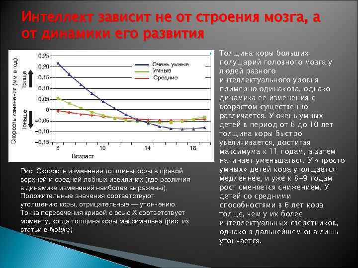 Интеллект зависит не от строения мозга, а от динамики его развития Рис. Скорость изменения