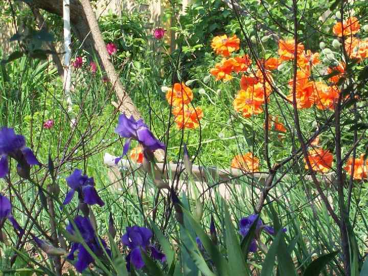  • Классификация 