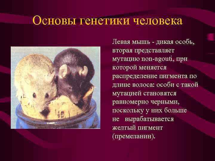 Основы генетики человека Левая мышь - дикая особь, вторая представляет мутацию non-аgouti, при которой