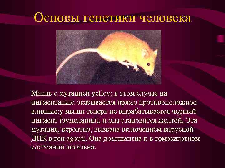 Основы генетики человека Мышь с мутацией yellov; в этом случае на пигментацию оказывается прямо