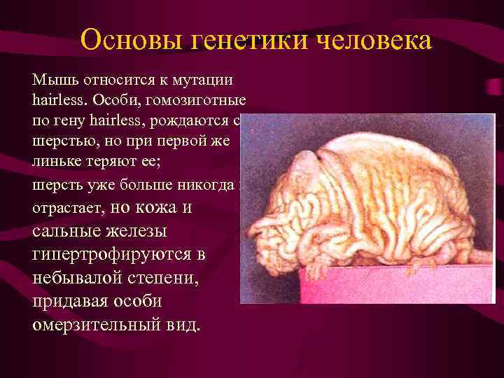 Основы генетики человека Мышь относится к мутации hairless. Особи, гомозиготные по гену hairless, рождаются