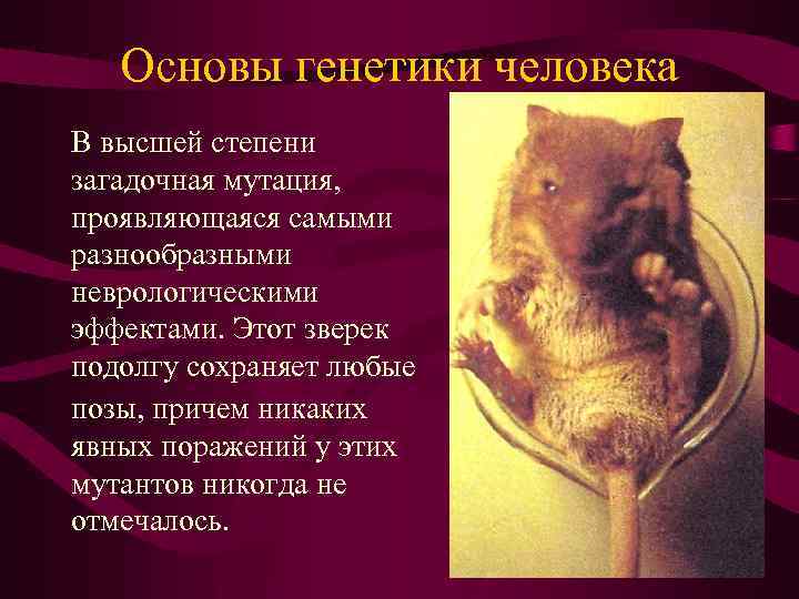 Основы генетики человека В высшей степени загадочная мутация, проявляющаяся самыми разнообразными неврологическими эффектами. Этот