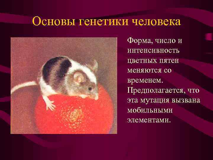 Основы генетики человека Форма, число и интенсивность цветных пятен меняются со временем. Предполагается, что