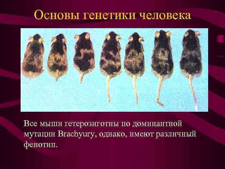 Основы генетики человека Все мыши гетерозиготны по доминантной мутации Brachyury, однако, имеют различный фенотип.