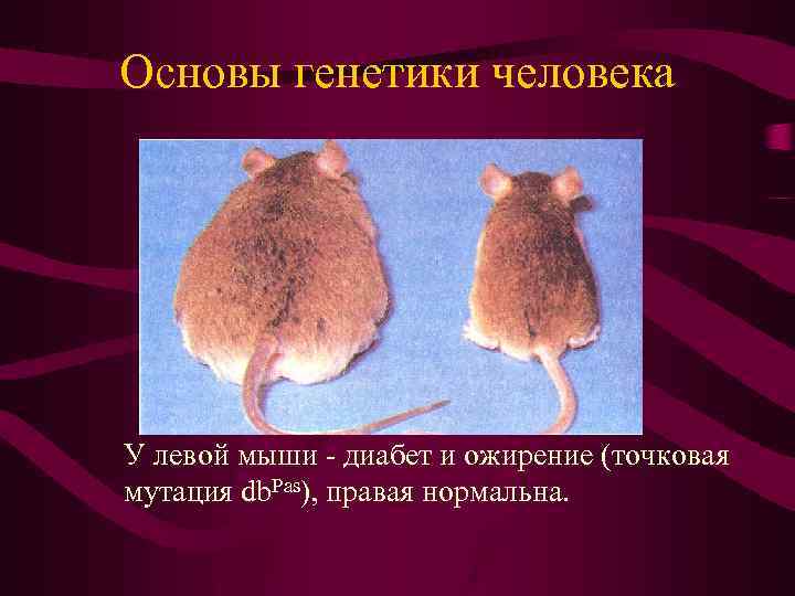 Основы генетики человека У левой мыши - диабет и ожирение (точковая мутация db. Pas),