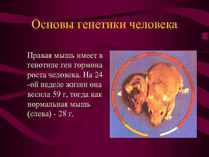 Основы генетики человека Правая мышь имеет в генотипе ген гормона роста человека. На 24