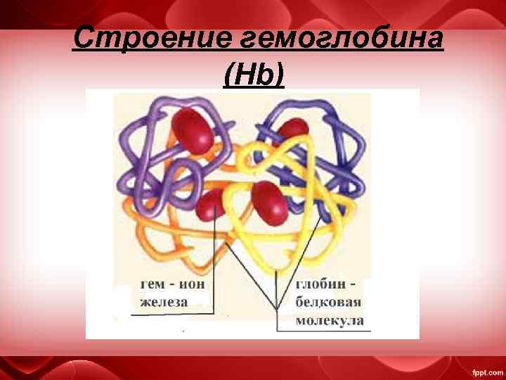 Строение гемоглобина (Hb) 