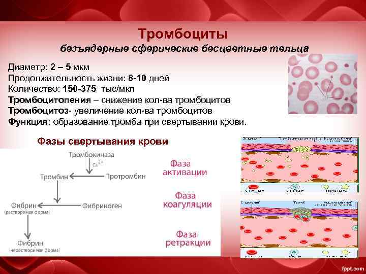 Тромбоциты безъядерные сферические бесцветные тельца Диаметр: 2 – 5 мкм Продолжительность жизни: 8 -10